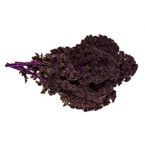 Kale rouge Biologiques