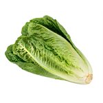 Laitue romaine Biologiques