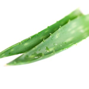 Aloe vera en feuilles Biologiques 1 feuille