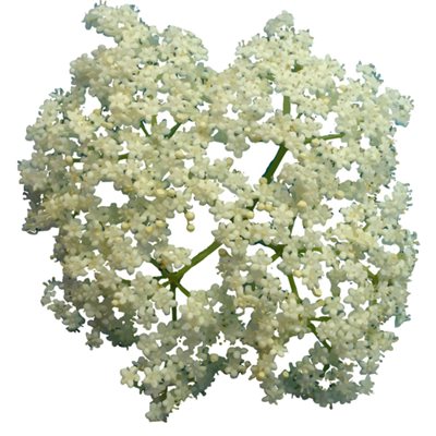 Dried organic elderflowers 7g