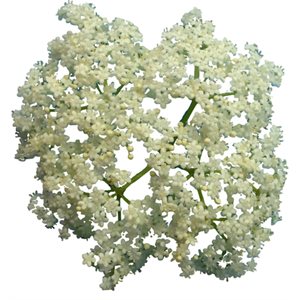 Dried organic elderflowers 7g
