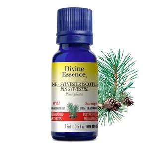 Pine Sylvestre (Scotch) (Wild) 