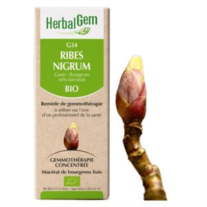 Ribes nigrum